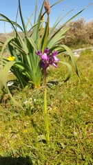 Anacamptis boryi