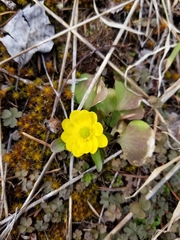 Ranunculus glaberrimus