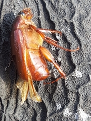 Phyllophaga futilis