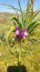 Anacamptis boryi
