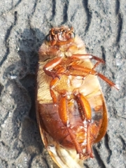 Phyllophaga futilis