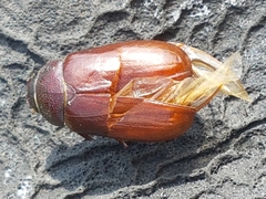 Phyllophaga futilis