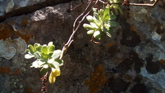 Sedum palmeri