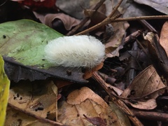 Zygaenoidea