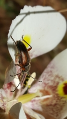 Brachysomida californica