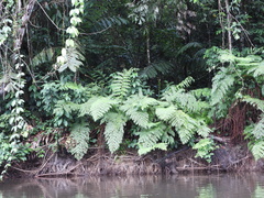 Cyathea microdonta