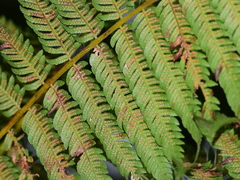 Cyathea microdonta