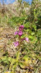 Orchis quadripunctata