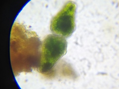Euastrum ansatum