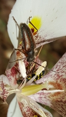 Brachysomida californica