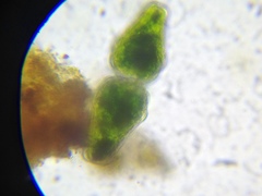 Euastrum ansatum