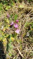 Orchis quadripunctata