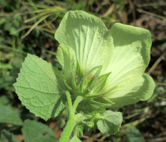 Pavonia senegalensis