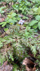Geranium robertianum