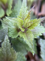 Lamium maculatum