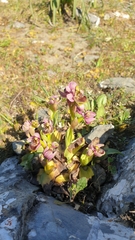 Ophrys tenthredinifera