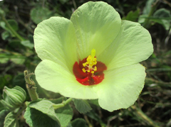 Pavonia senegalensis