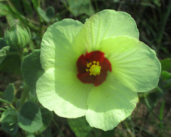 Pavonia senegalensis