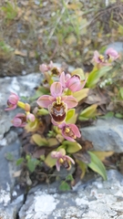 Ophrys tenthredinifera