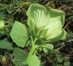 Pavonia senegalensis