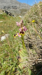 Ophrys tenthredinifera