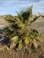 Washingtonia robusta