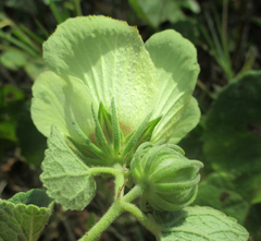 Pavonia senegalensis