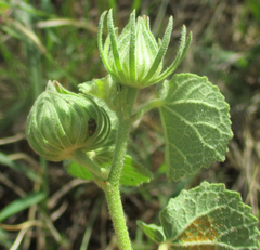 Pavonia senegalensis