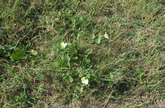 Pavonia senegalensis