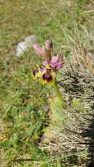 Ophrys tenthredinifera