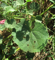 Pavonia senegalensis