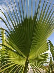 Washingtonia robusta