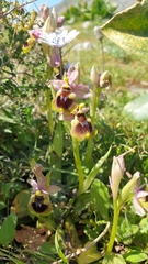 Ophrys tenthredinifera