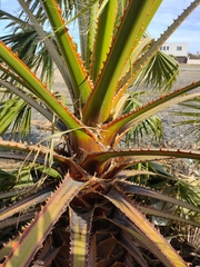 Washingtonia robusta