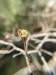 Andricus murtfeldtae
