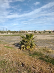 Washingtonia robusta