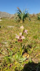 Ophrys tenthredinifera