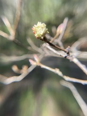 Andricus murtfeldtae