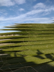 Washingtonia robusta