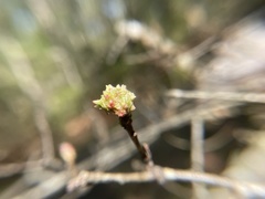 Andricus murtfeldtae