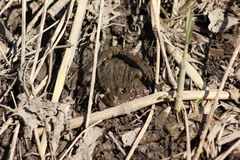 Pelophylax ridibundus