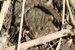 Pelophylax ridibundus