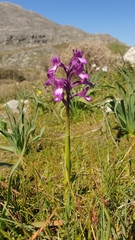 Anacamptis boryi