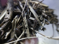 Chaetophiloscia hastata
