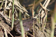 Pelophylax ridibundus