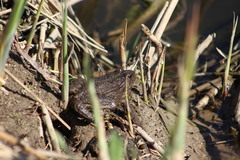 Pelophylax ridibundus