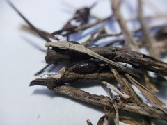 Chaetophiloscia hastata