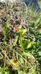 Ophrys bombyliflora