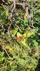 Ophrys bombyliflora