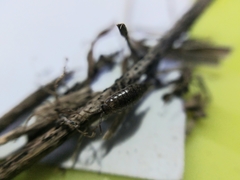 Chaetophiloscia hastata